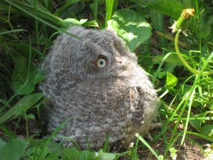 Bared owl in Great Barrington