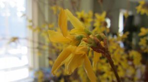 forsythia
